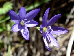 Geissorhiza